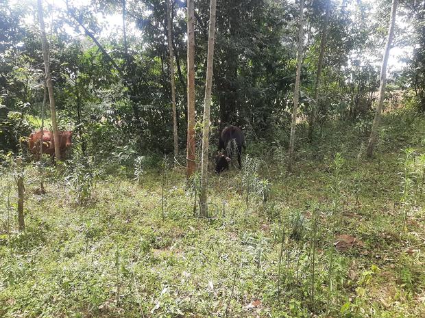 Land for Sale - thumbnail 4