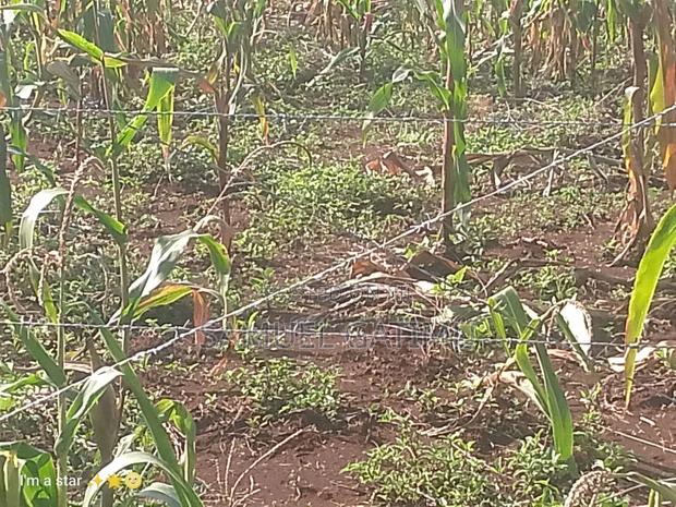 50/100 Kanunga Plot for Sale - thumbnail 4