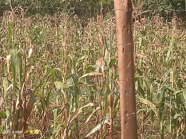 50/100 Kanunga Plot for Sale - thumbnail 7