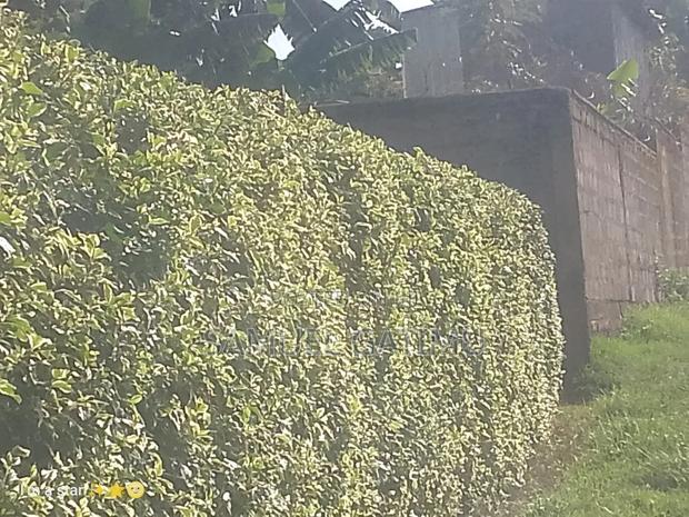 50/100 Kanunga Plot for Sale - thumbnail 8