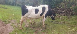 Fresian Cow - thumbnail 2