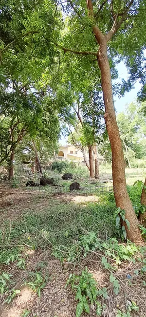 For Sale Quater of an Acres Plots Mtwapa