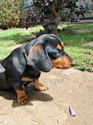 6-12 months Female Purebred Dachshund - thumbnail 3