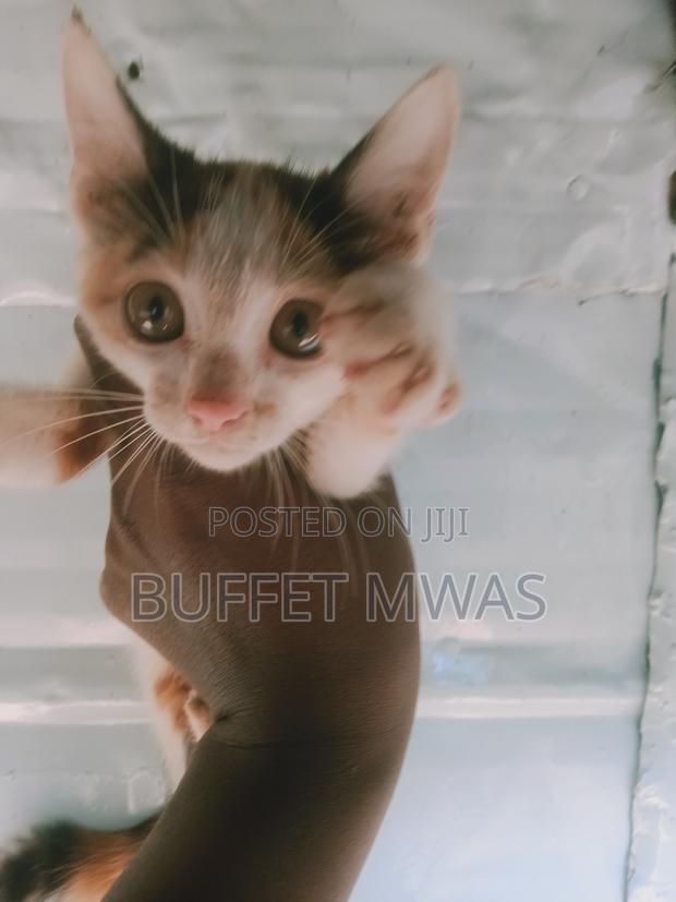 1-3 months Male Mixed Breed Turkish Van