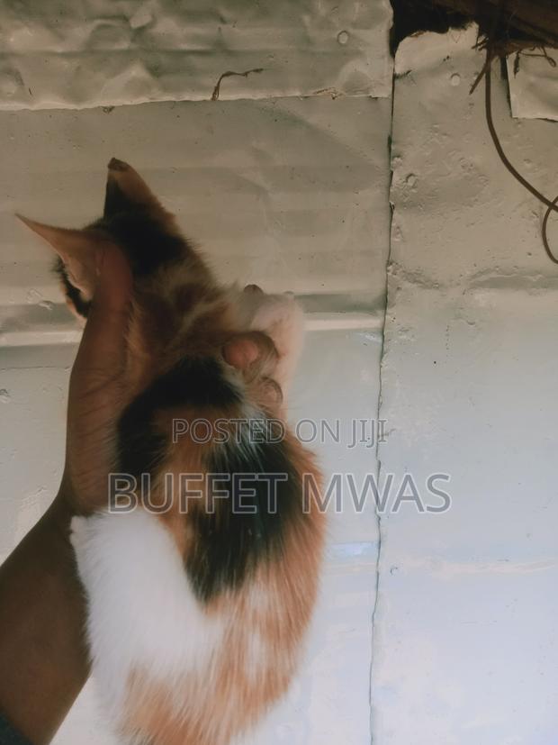 1-3 months Male Mixed Breed Turkish Van - thumbnail 4
