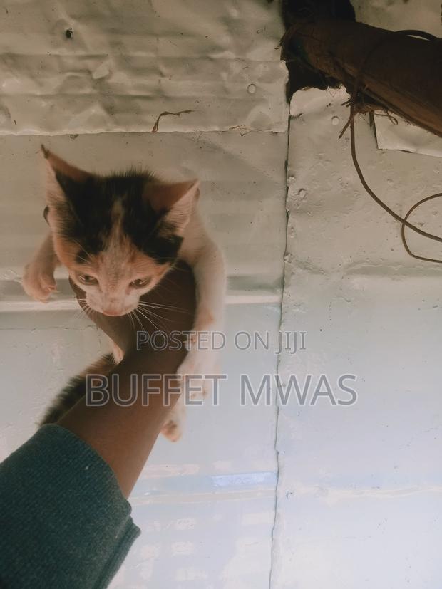 1-3 months Male Mixed Breed Turkish Van - thumbnail 5