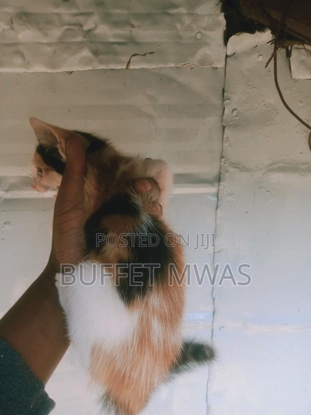 1-3 months Male Mixed Breed Turkish Van - thumbnail 6
