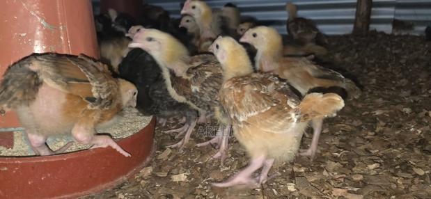 Improved Kienyeji Chicks - main view