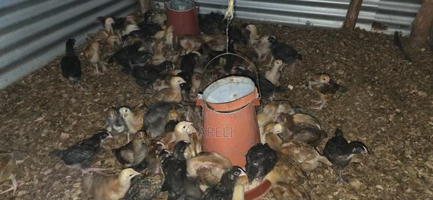Improved Kienyeji Chicks - thumbnail 2
