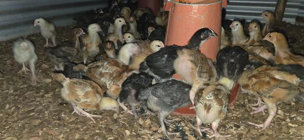 Improved Kienyeji Chicks - thumbnail 4