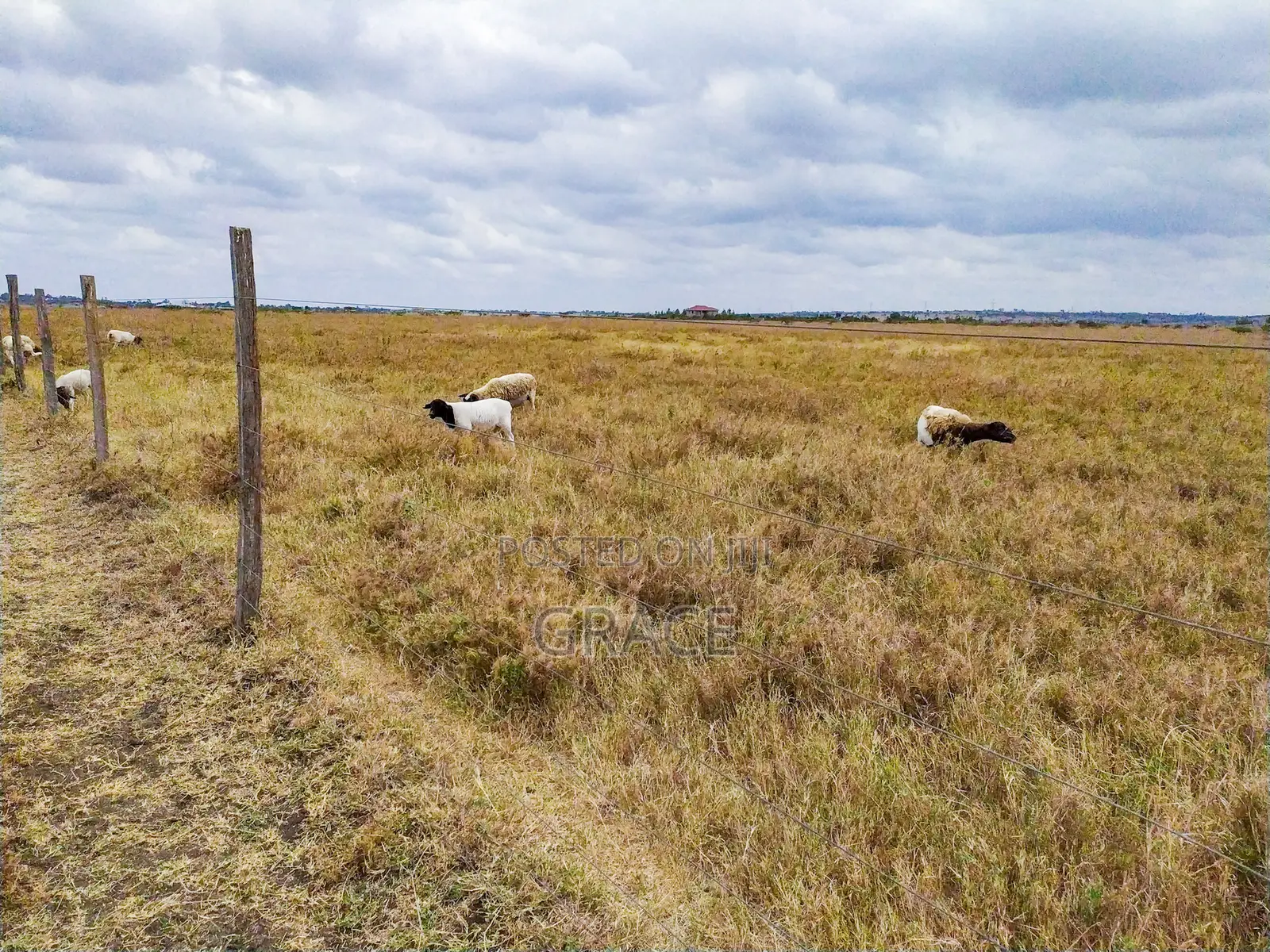 Mbuni Gardens Near Ostrich Farm - Ready Titles