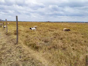 Mbuni Gardens Near Ostrich Farm - Ready Titles