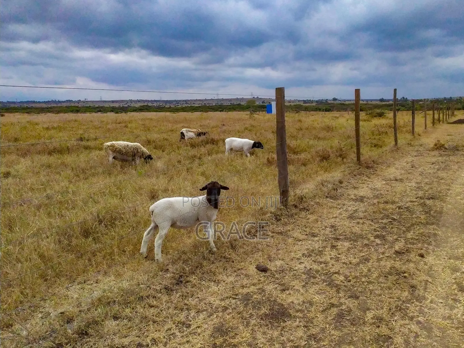 Mbuni Gardens Near Ostrich Farm - Ready Titles