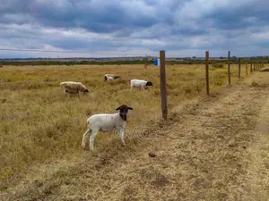 Mbuni Gardens Near Ostrich Farm - Ready Titles