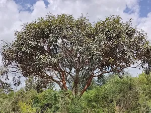 Land for Sale in Rosetta Eastate