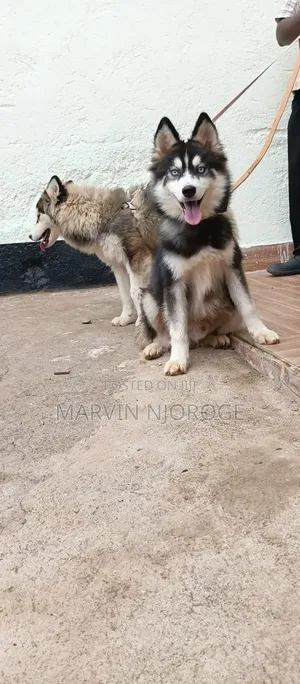 3-6 months Male Purebred Siberian Husky