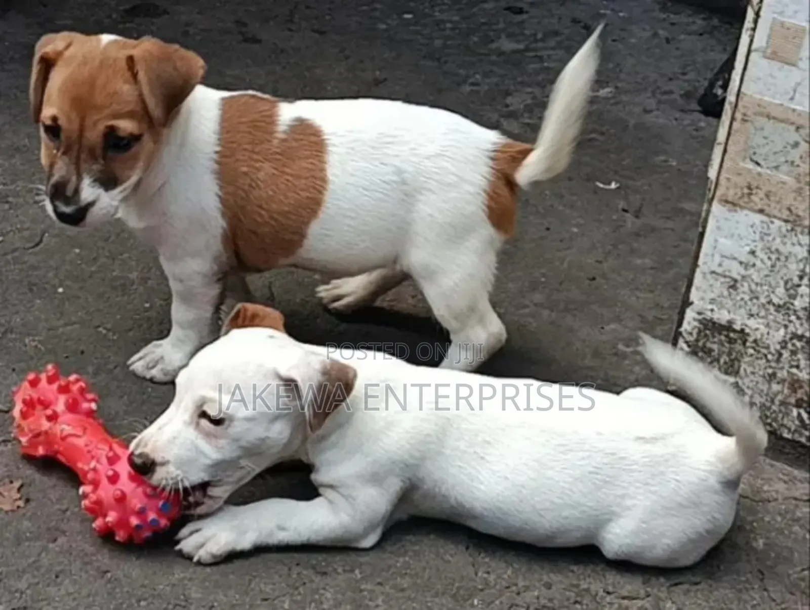 1-3 months Male Purebred Jack Russell Terrier