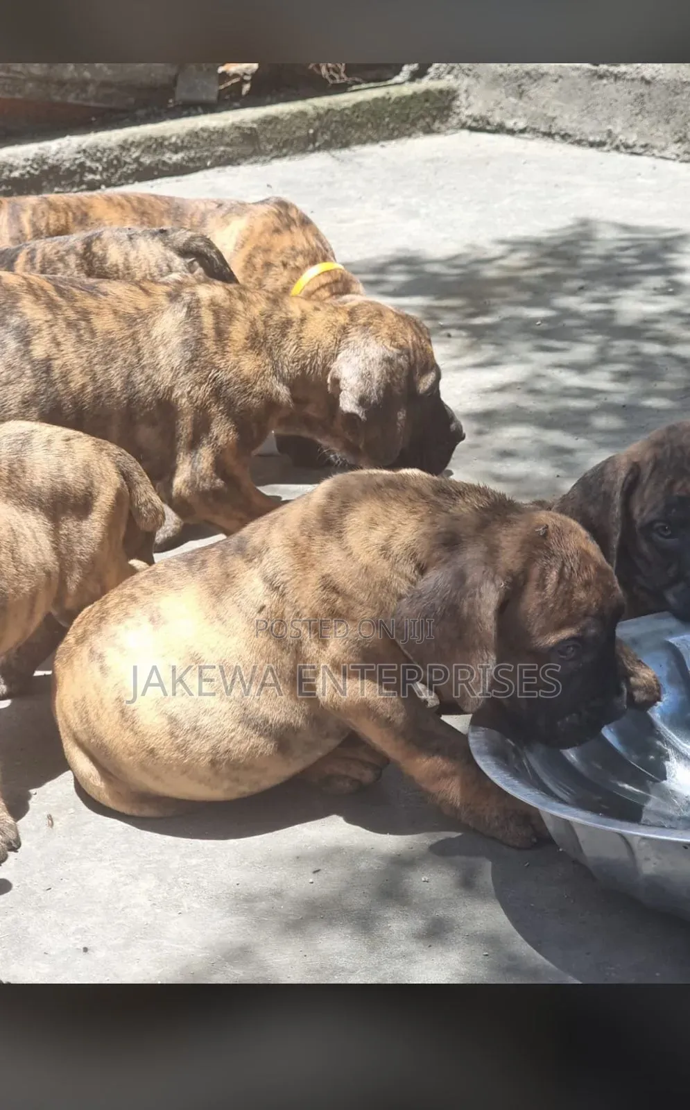 1-3 months Male Purebred Boerboel