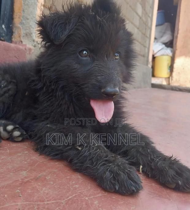 1-3 months Male Purebred German Shepherd