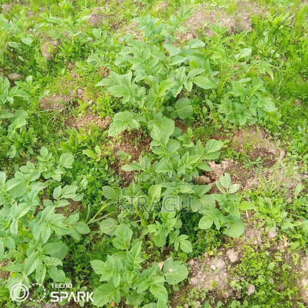 Half Acre for Sale in Kinangop