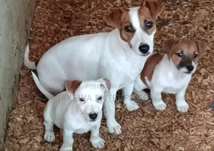 1-3 months Male Purebred Jack Russell Terrier