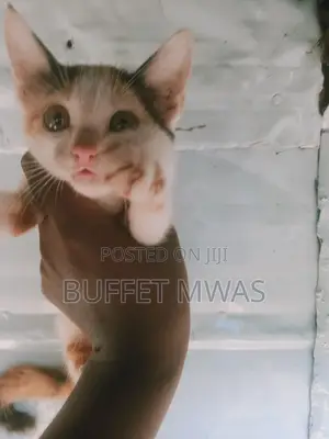 1-3 months Female Purebred American Shorthair