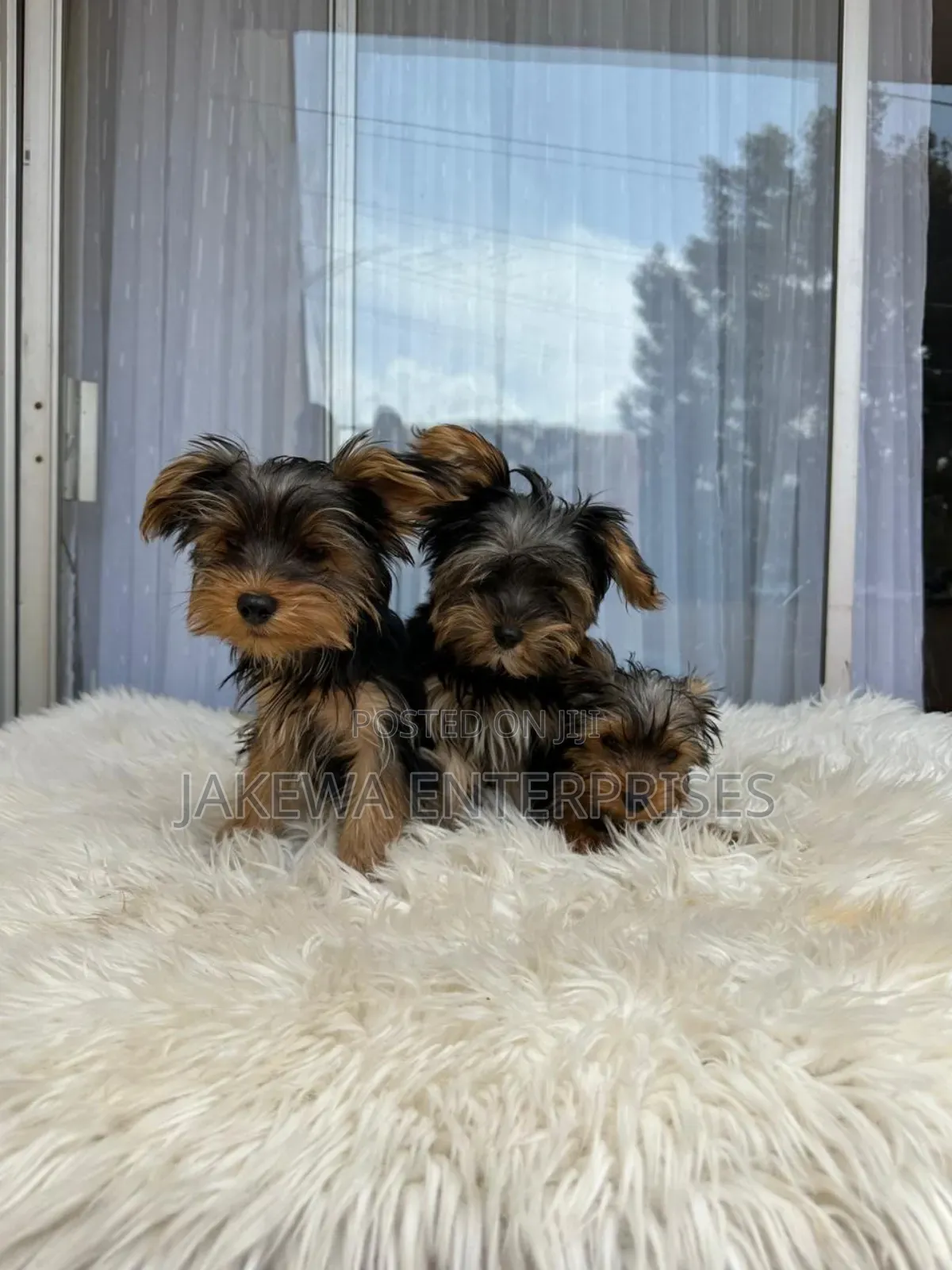 1-3 months Male Purebred Yorkshire Terrier