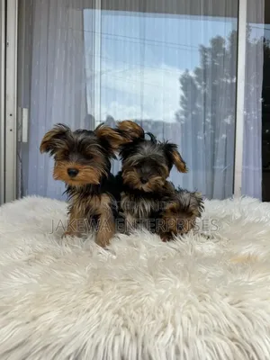1-3 months Male Purebred Yorkshire Terrier