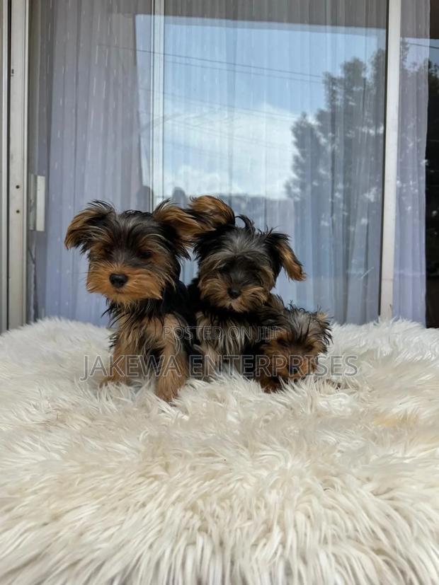 1-3 months Male Purebred Yorkshire Terrier