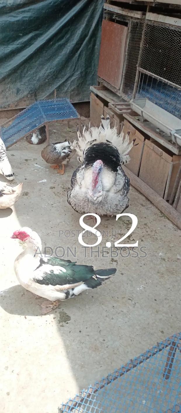 Turkeys and Ducks - main view