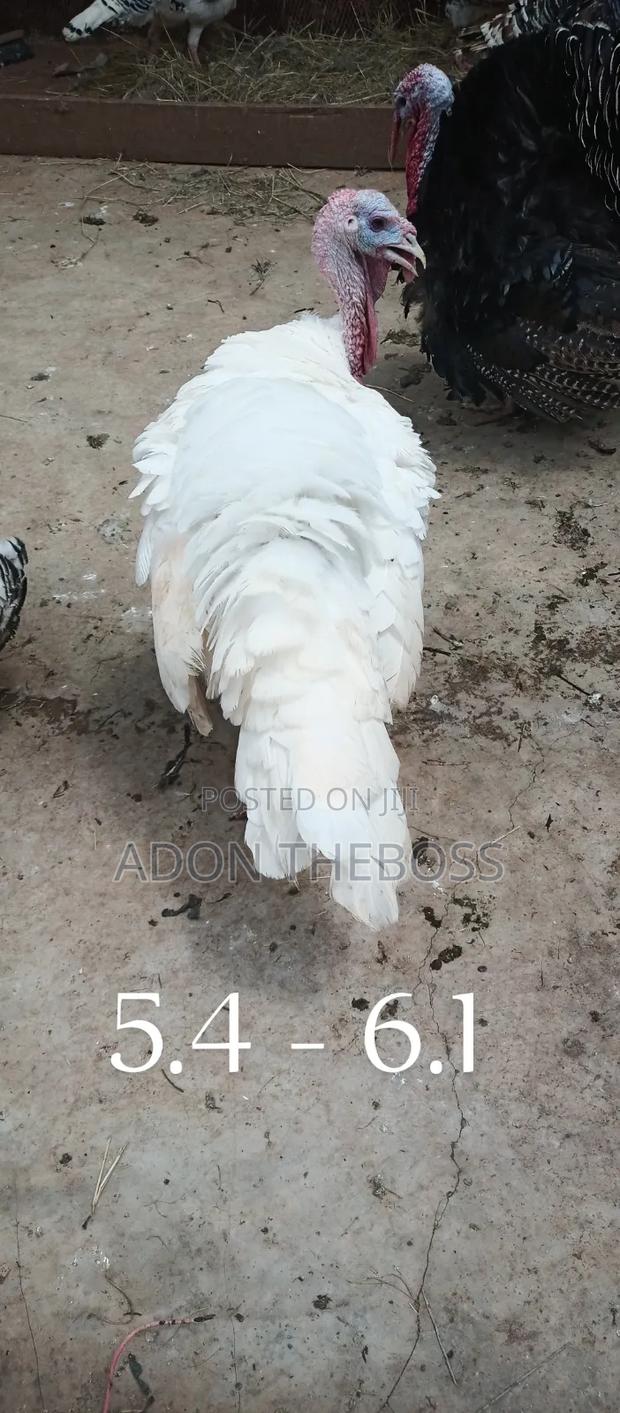 Turkeys and Ducks - thumbnail 5