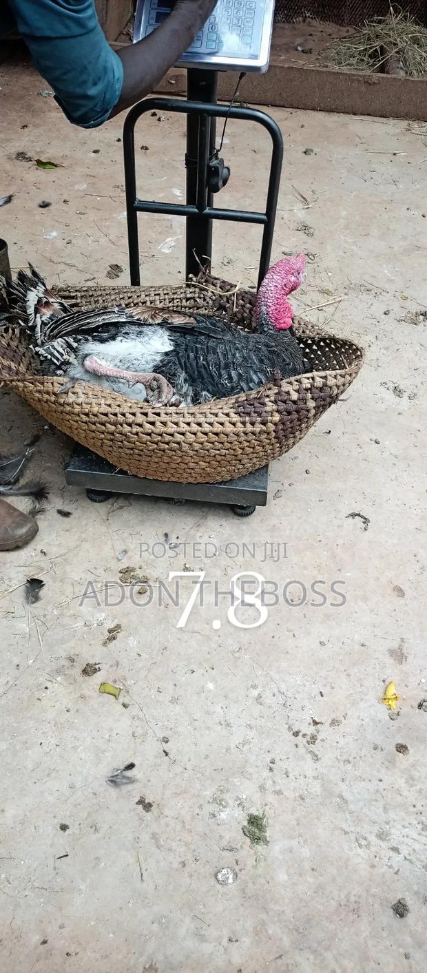 Turkeys and Ducks - thumbnail 6