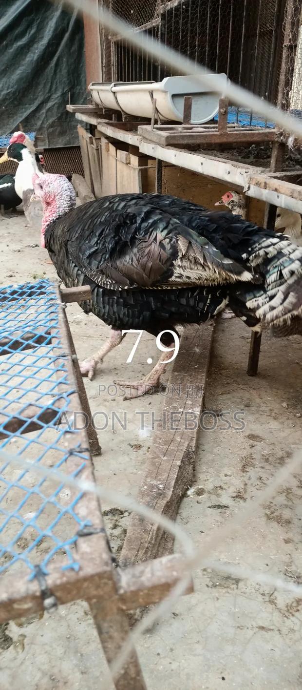 Turkeys and Ducks - thumbnail 2