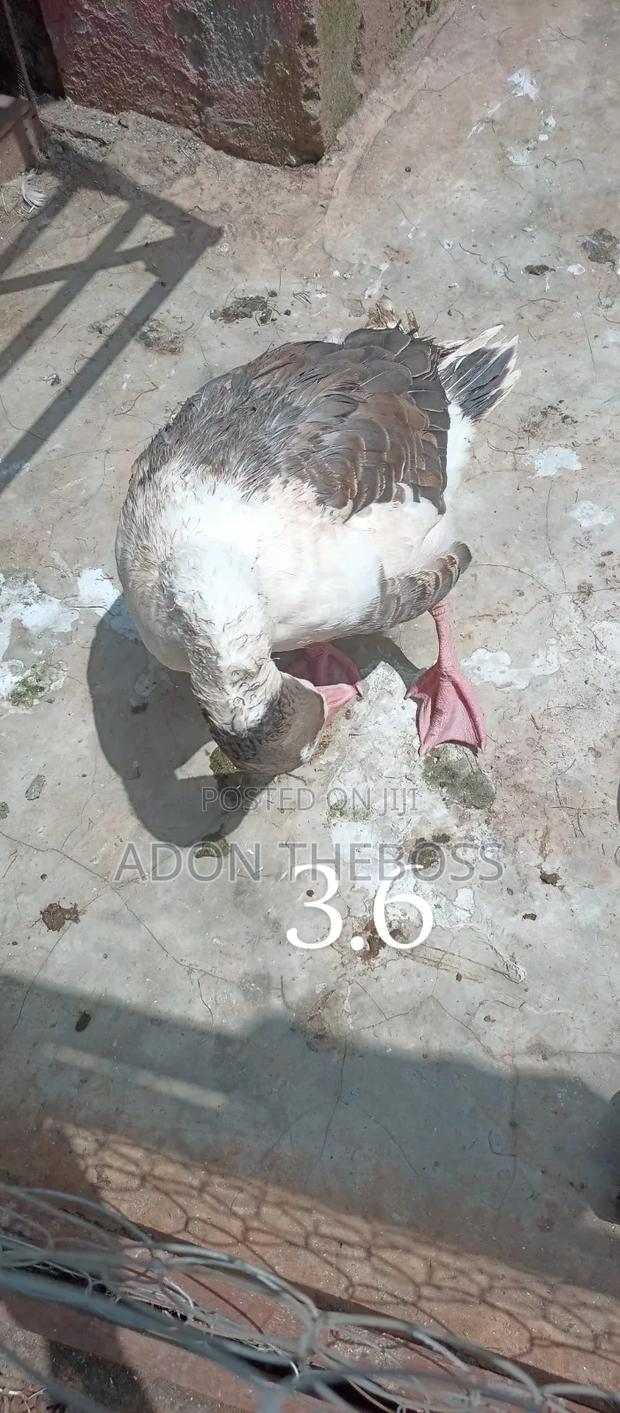 Turkeys and Ducks - thumbnail 3