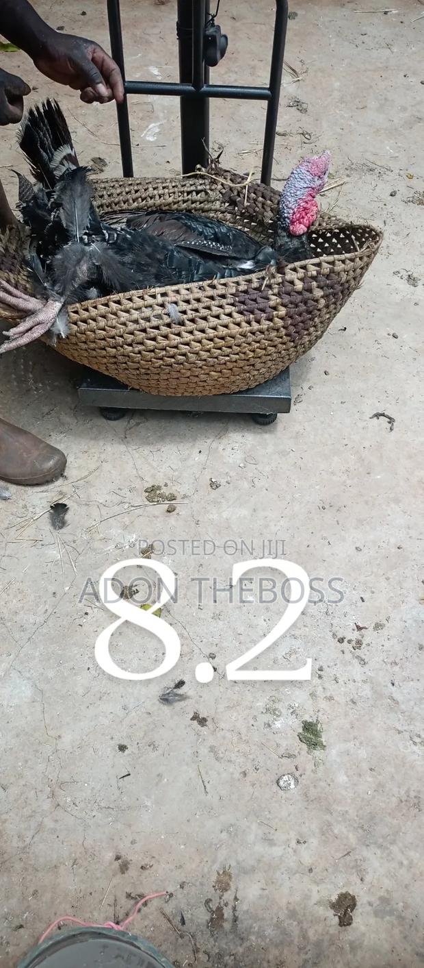 Turkeys and Ducks - thumbnail 4