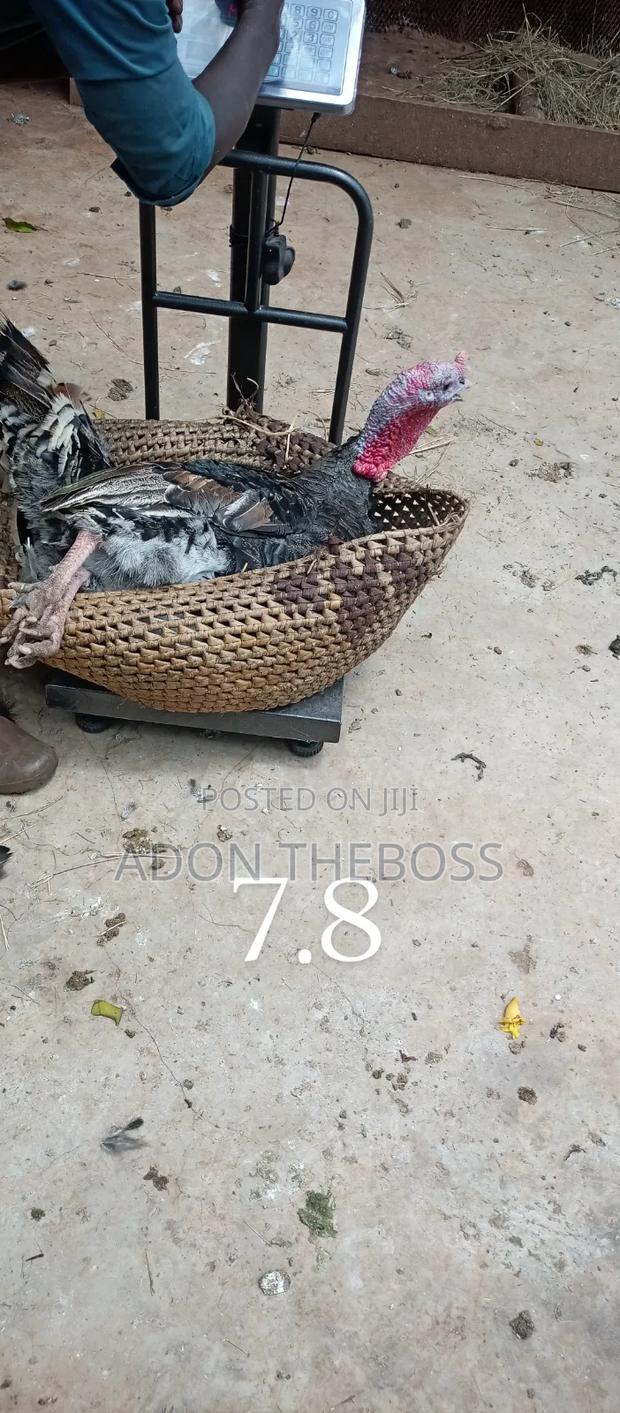 Turkeys and Ducks - thumbnail 12