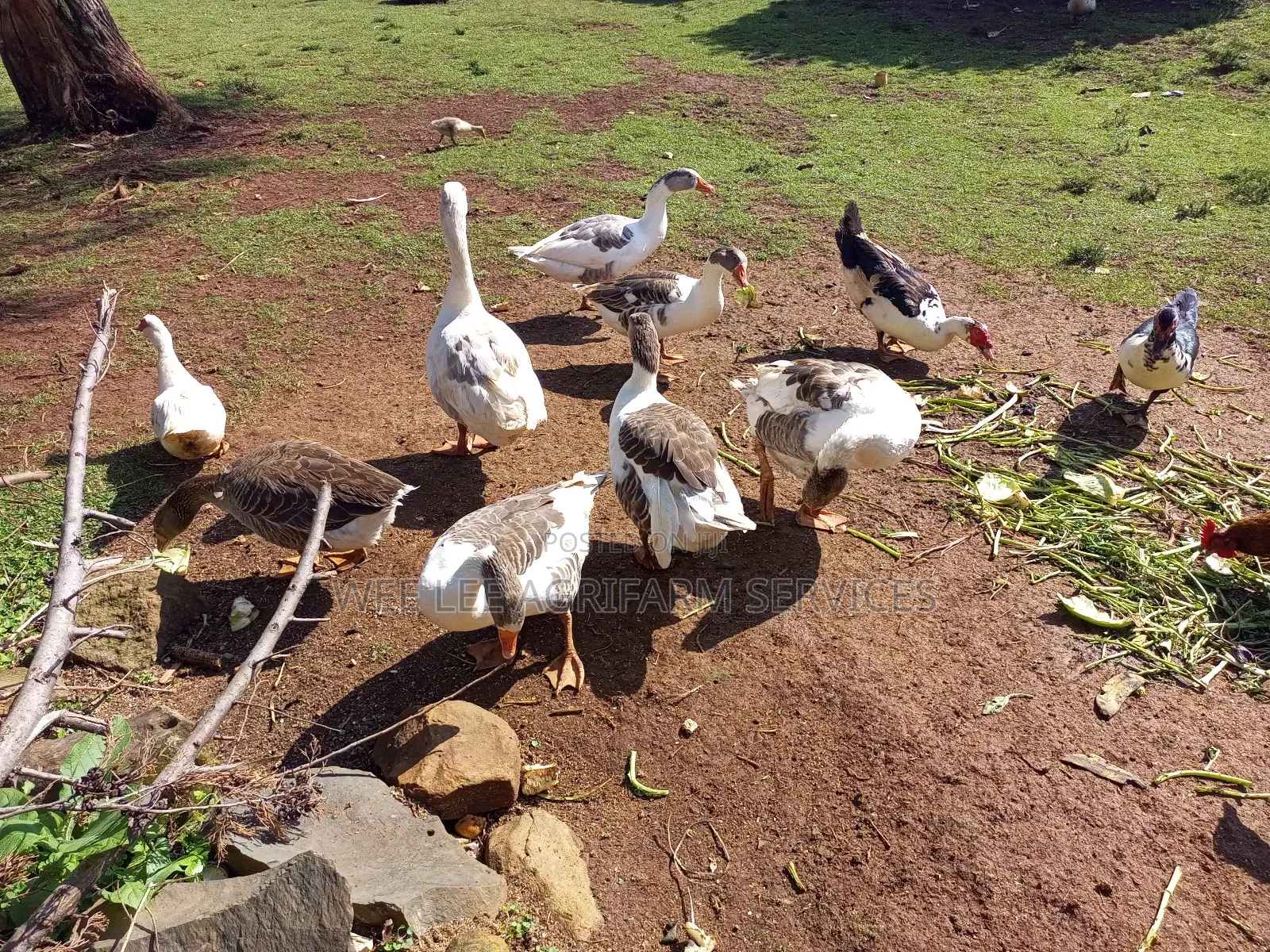American Buff Goose