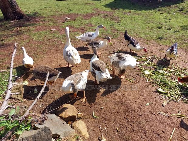 African Goose - thumbnail 9