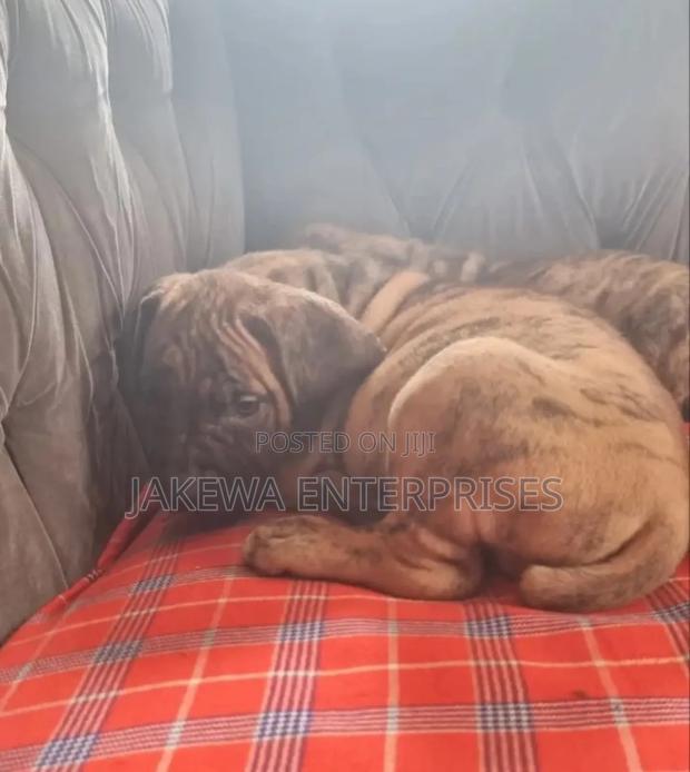 1-3 months Male Purebred Boerboel