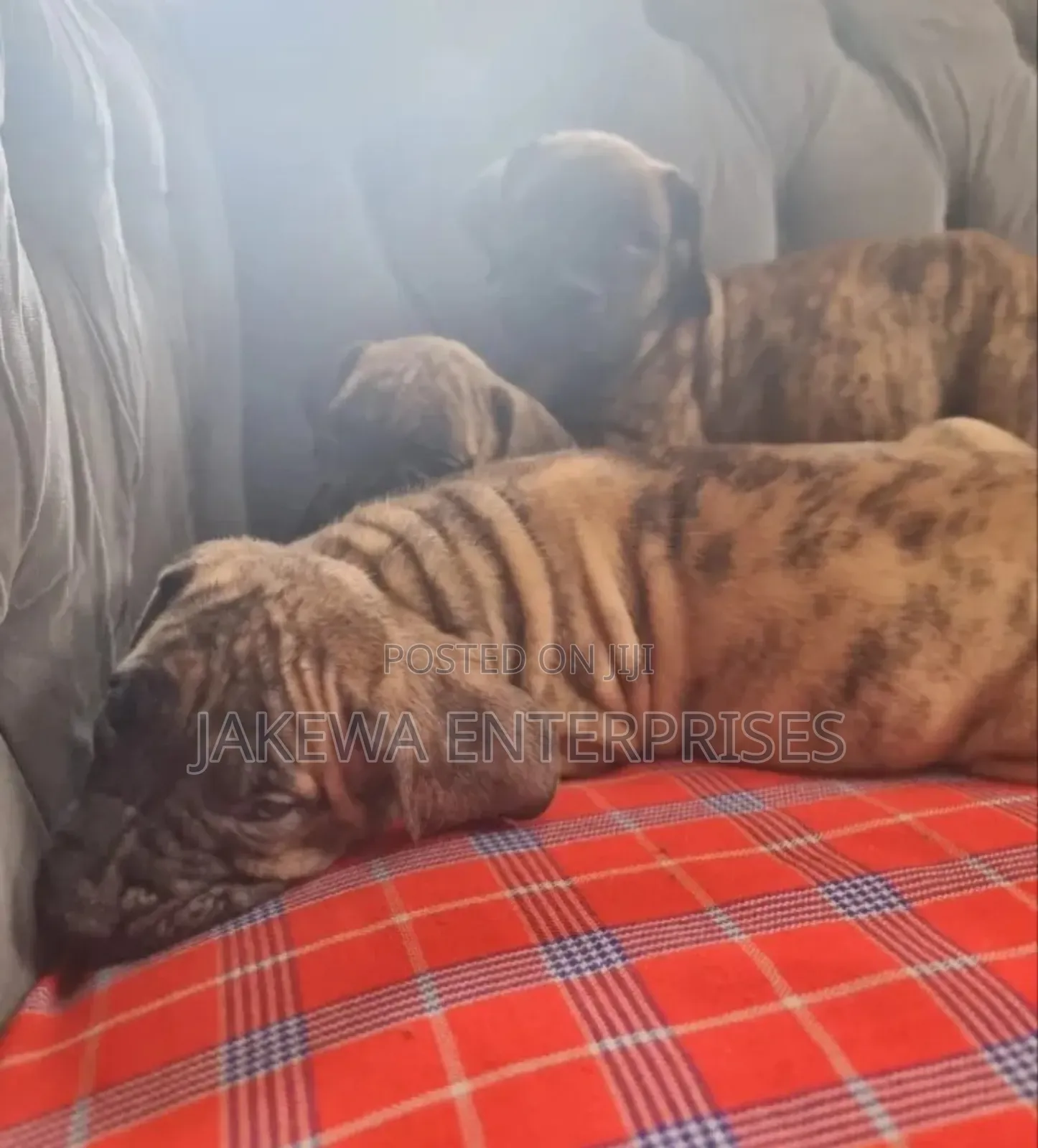 1-3 months Male Purebred Boerboel
