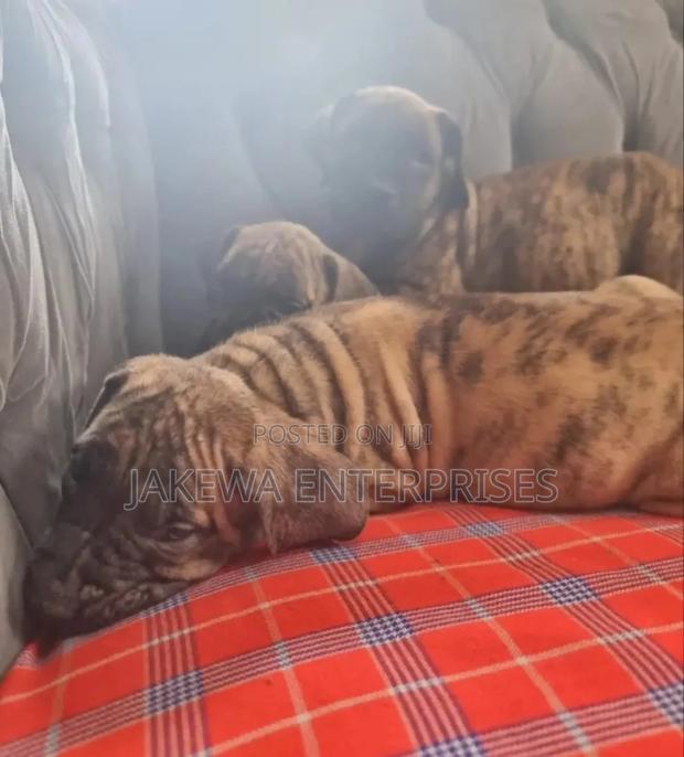 1-3 months Male Purebred Boerboel - main view
