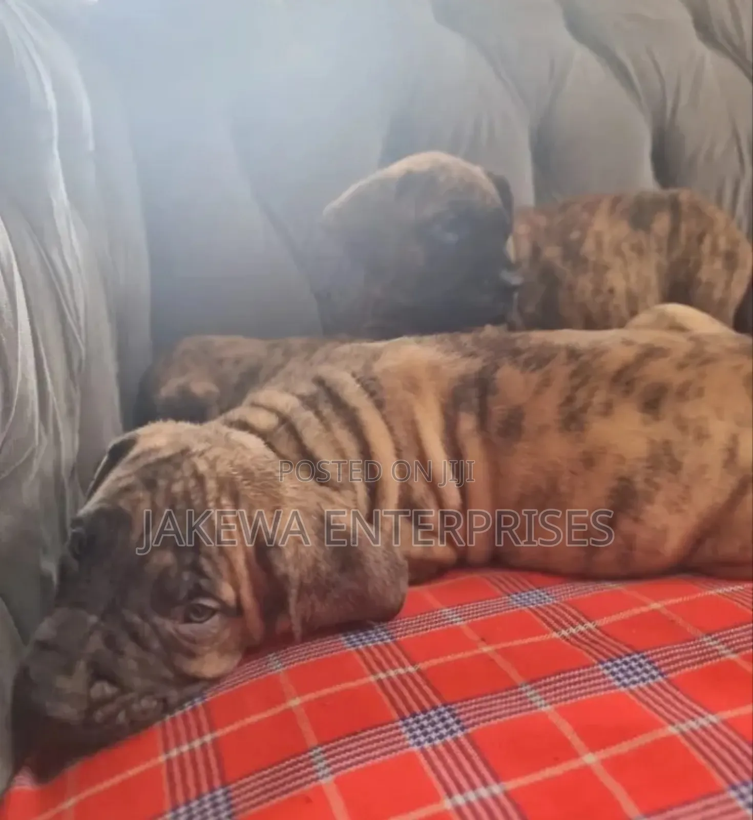 1-3 months Female Purebred Boerboel