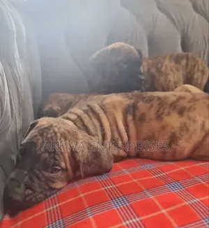 1-3 months Female Purebred Boerboel