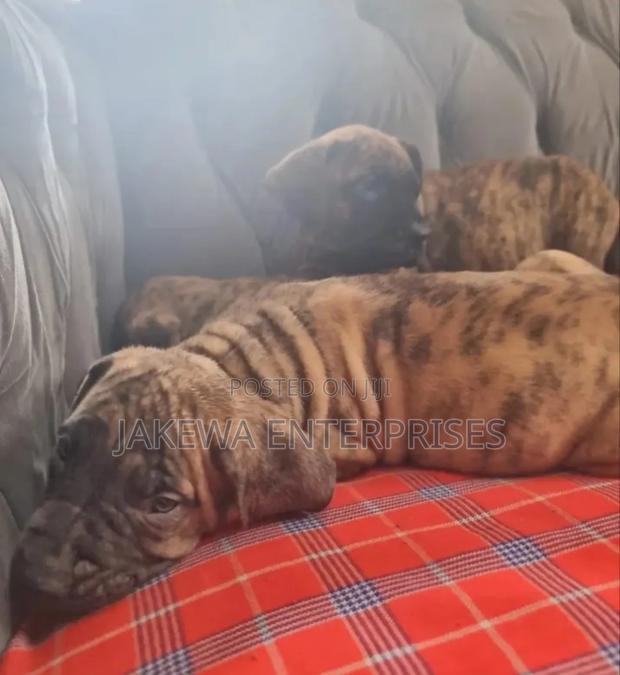 1-3 months Female Purebred Boerboel
