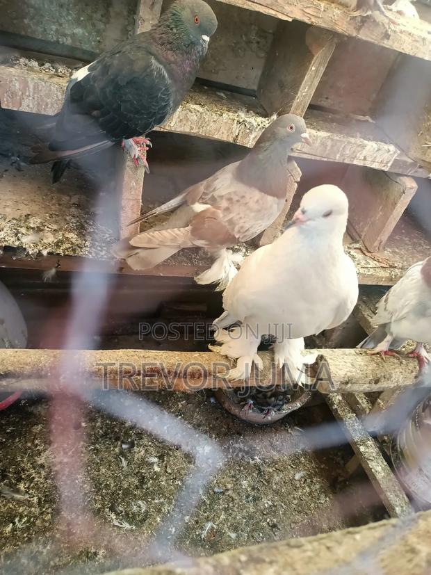 Pigeon for Sale - thumbnail 12