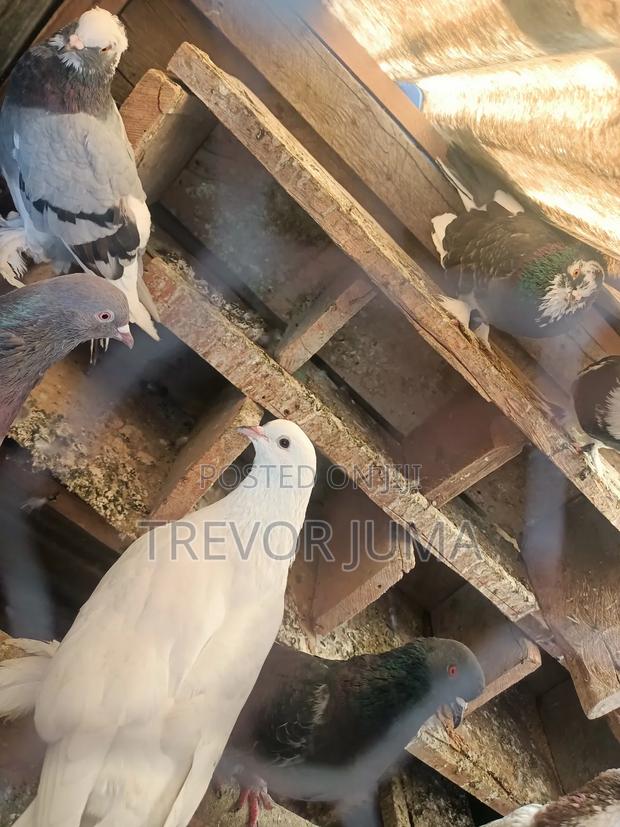 Pigeon for Sale - thumbnail 14