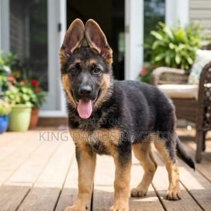 3-6 months Male Purebred German Shepherd - thumbnail 2