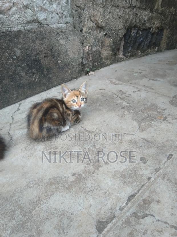 1-3 months Male Mixed Breed Persian - thumbnail 3