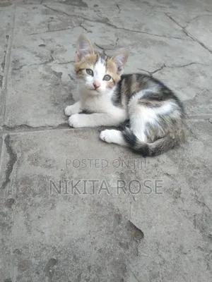 1-3 months Male Mixed Breed Persian