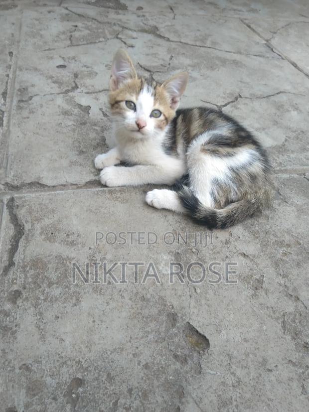 1-3 months Male Mixed Breed Persian - thumbnail 4